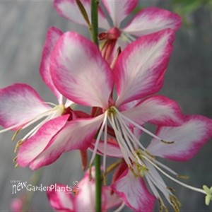 Gaura  'Little Janie'  Whirling Butterflies