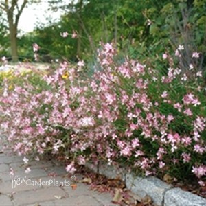 Gaura  'Little Janie'  Whirling Butterflies