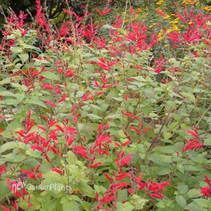 Golden Delicious 'Pineapple Sage'