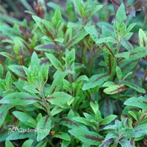 Gaura  'Little Janie'  Whirling Butterflies