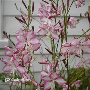 Gaura  'Little Janie'  Whirling Butterflies