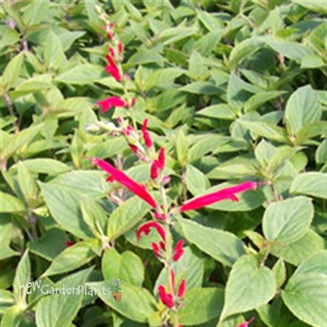 Golden Delicious 'Pineapple Sage'