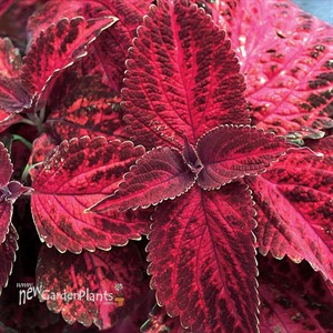 Kingswood Torch - Coleus 
