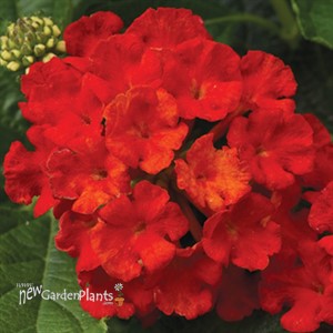 Bandana® 'Landscape Red'  Lantana 