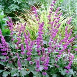 'Purple Rain' Meadow Sage
