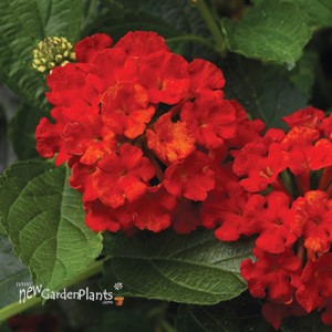 Bandana® 'Landscape Red'  Lantana 