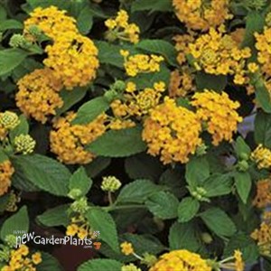 Bandana® 'Landscape Yellow' - Lantana