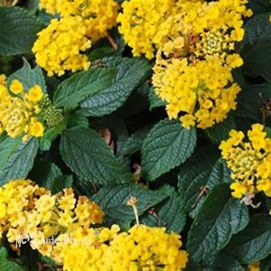 Bandana® 'Landscape Yellow' - Lantana