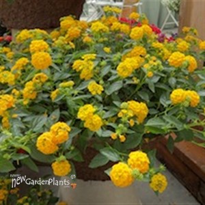 Bandana® 'Landscape Yellow' - Lantana