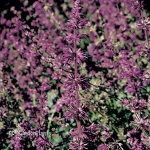 'Purple Rain' Meadow Sage