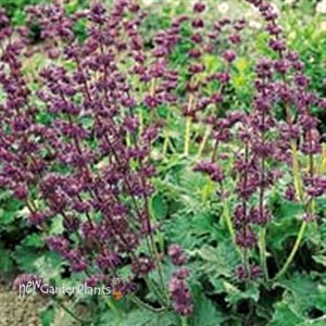 'Purple Rain' Meadow Sage