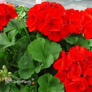 Americana® Dark Red -Zonal Geranium