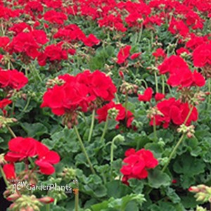 Americana® Dark Red -Zonal Geranium