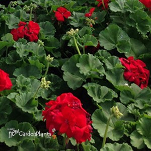 Americana® Dark Red -Zonal Geranium