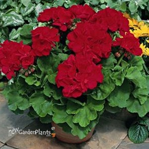 Americana® Dark Red -Zonal Geranium