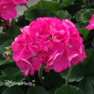 Americana® Pink -Cut Geranium