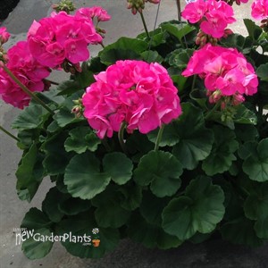 Americana® Pink -Cut Geranium