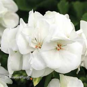 Americana® White - Cut Geranium