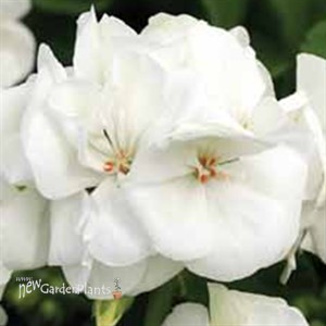 Americana® White - Cut Geranium