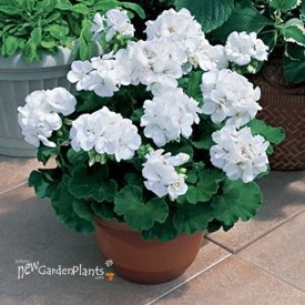 Americana® White - Cut Geranium