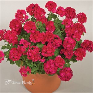 'Americana® Cherry Rose'  Cut Geranium