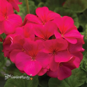 'Americana® Cherry Rose'  Cut Geranium