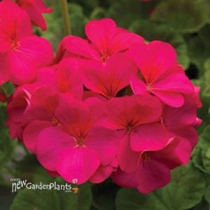 'Americana® Cherry Rose'  Cut Geranium
