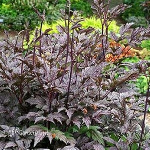 'Black Negligee' Cimicifuga