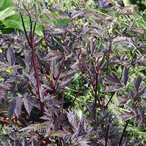 'Black Negligee' Cimicifuga