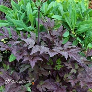 'Black Negligee' Cimicifuga