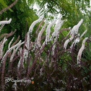 'Black Negligee' Cimicifuga