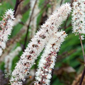 'Black Negligee' Cimicifuga