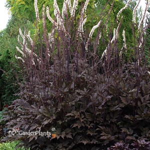 'Black Negligee' Cimicifuga