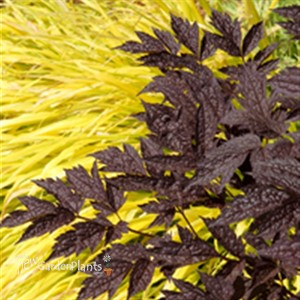 'Black Negligee' Cimicifuga