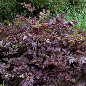 'Black Negligee' Cimicifuga