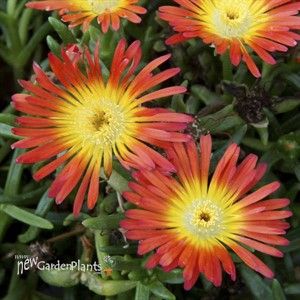 Wheels of Wonder® 'Fire Wonder' Ice Plant