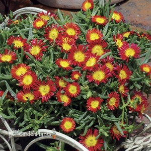 Wheels of Wonder® 'Fire Wonder' Ice Plant