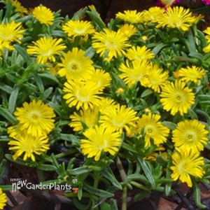 Delosperma 'Golden Wonder' Wheels of Wonder™ Ice Plant