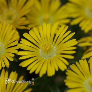 Delosperma 'Golden Wonder' Wheels of Wonder™ Ice Plant