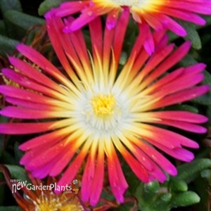 'Hot Pink Wonder' Wheels of Wonder™ Ice Plant