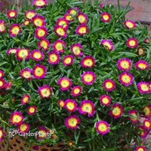 'Hot Pink Wonder' Wheels of Wonder™ Ice Plant