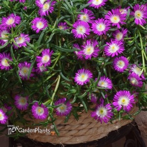 'Violet Wonder' Wheels of Wonder® 