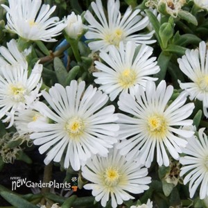 'White Wonder' Wheels of Wonder® Ice Plant