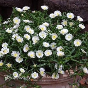 'White Wonder' Wheels of Wonder® Ice Plant