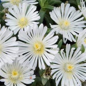 'White Wonder' Wheels of Wonder® Ice Plant