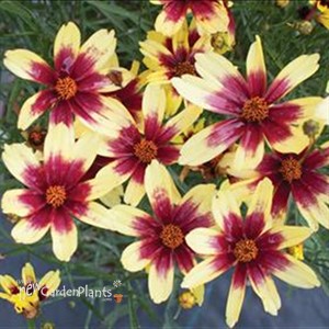 Satin & Lace™ 'Red Chiffon' Tickseed