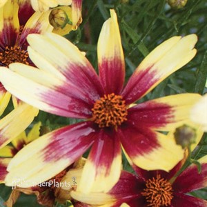 Satin & Lace™ 'Red Chiffon' Tickseed