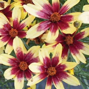 Satin & Lace™ 'Red Chiffon' Tickseed