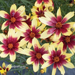 Satin & Lace™ 'Red Chiffon' Tickseed