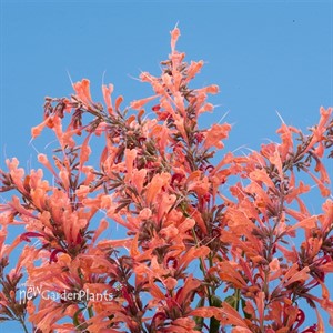  Sunrise®' Orange'  Hyssop